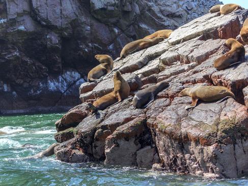 Islas Ballestas A Découvrir au Pérou - Les Islas Ballestas