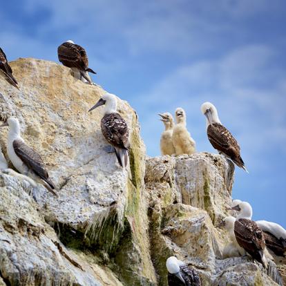 Fous Et Poussins, Ballestas A Découvrir au Pérou - Les Islas Ballestas
