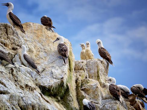 Fous Et Poussins, Ballestas A Découvrir au Pérou - Les Islas Ballestas