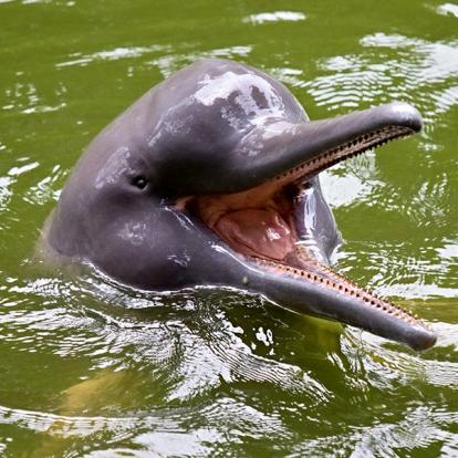 Dauphins D'Amazonie Près D'Iquitos A Découvrir au Pérou - Iquitos