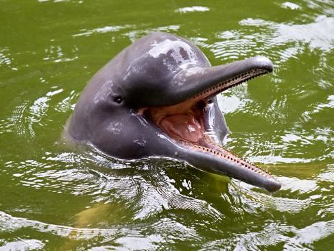 Dauphins D'Amazonie Près D'Iquitos A Découvrir au Pérou - Iquitos