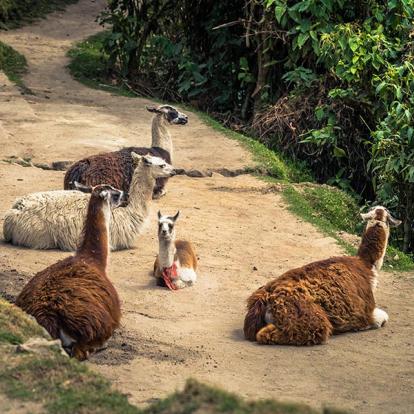 A Découvrir au Pérou - Le Chemin de l'Inca