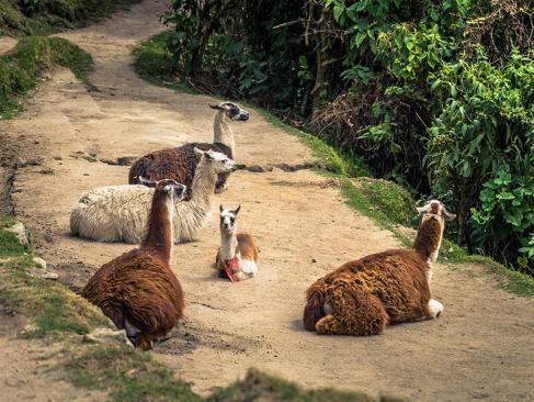 A Découvrir au Pérou - Le Chemin de l'Inca