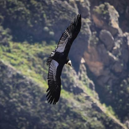 Canyon De Colca - Cruz Del Condor A Découvrir au Pérou - Le Canyon de Colca