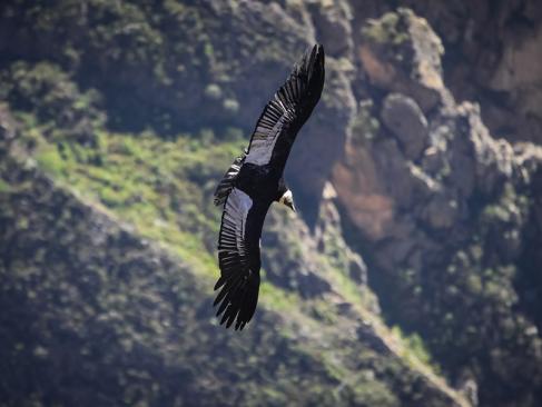 Canyon De Colca - Cruz Del Condor A Découvrir au Pérou - Le Canyon de Colca