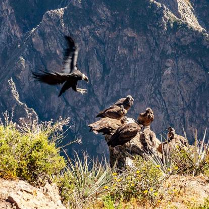 Canyon De Colca A Découvrir au Pérou - Le Canyon de Colca