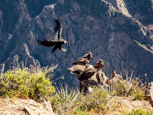 Canyon De Colca A Découvrir au Pérou - Le Canyon de Colca