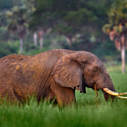 A Découvrir en Ouganda -  Le Parc National des Chutes de Murchison