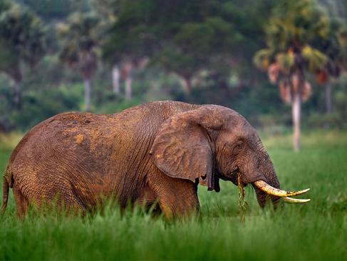 A Découvrir en Ouganda -  Le Parc National des Chutes de Murchison