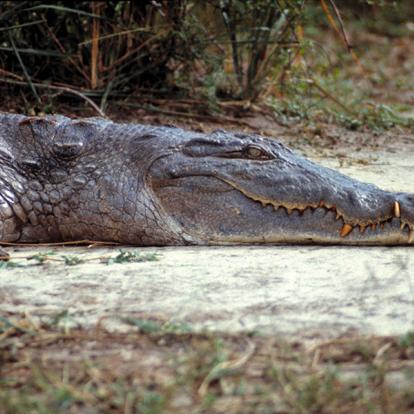 A Découvrir en Ouganda -  Le Parc National des Chutes de Murchison