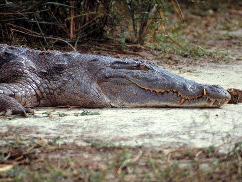 A Découvrir en Ouganda -  Le Parc National des Chutes de Murchison