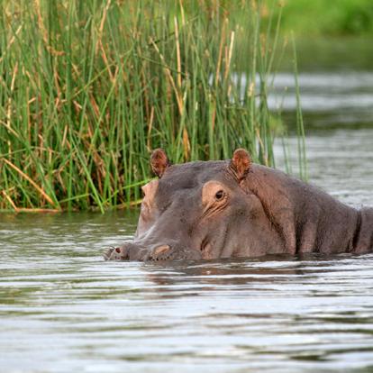 A Découvrir en Ouganda -  Le Parc National des Chutes de Murchison