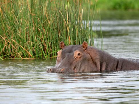 A Découvrir en Ouganda -  Le Parc National des Chutes de Murchison