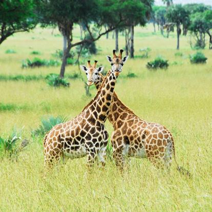 A Découvrir en Ouganda -  Le Parc National des Chutes de Murchison