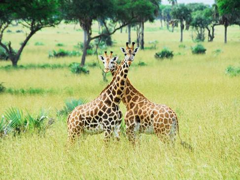 A Découvrir en Ouganda -  Le Parc National des Chutes de Murchison