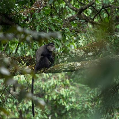 A Découvrir en Ouganda - Parc National de Rwenzori