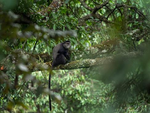 A Découvrir en Ouganda - Parc National de Rwenzori