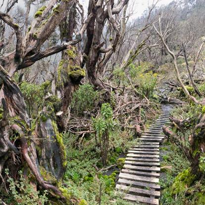 A Découvrir en Ouganda - Parc National de Rwenzori