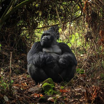 A Découvrir en Ouganda - Le Parc National de Mgahinga