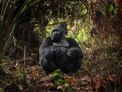 A Découvrir en Ouganda - Le Parc National de Mgahinga