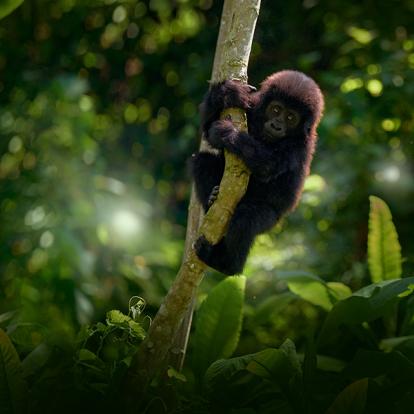 A Découvrir en Ouganda - Le Parc National de Mgahinga