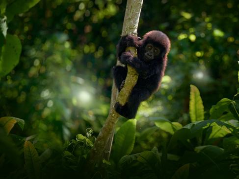 A Découvrir en Ouganda - Le Parc National de Mgahinga