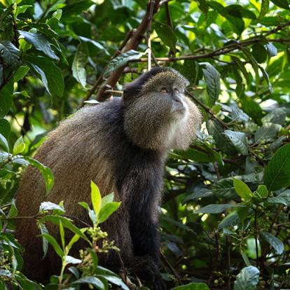 A Découvrir en Ouganda - Le Parc National de Mgahinga