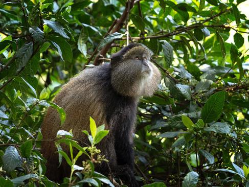 A Découvrir en Ouganda - Le Parc National de Mgahinga