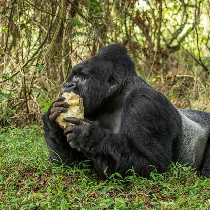 A Découvrir en Ouganda - Le Parc National de Mgahinga
