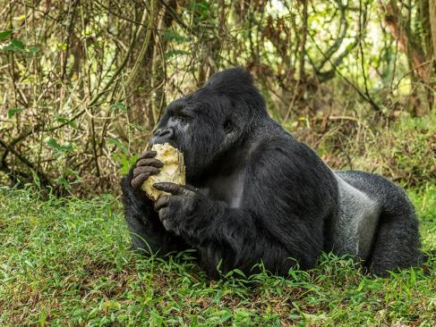 A Découvrir en Ouganda - Le Parc National de Mgahinga