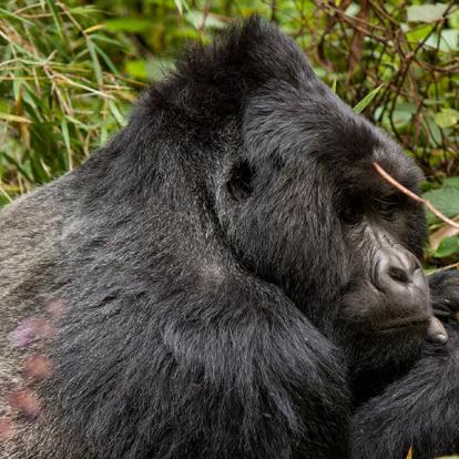 A Découvrir en Ouganda - Le Parc National de Mgahinga