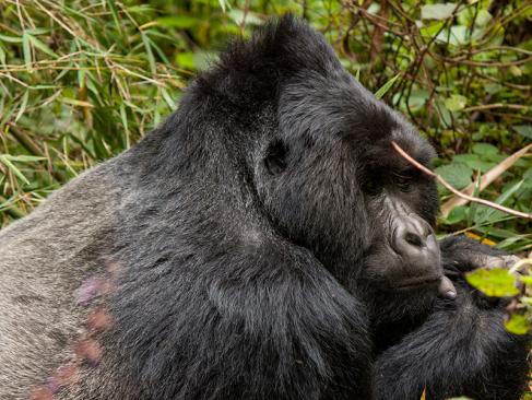 A Découvrir en Ouganda - Le Parc National de Mgahinga