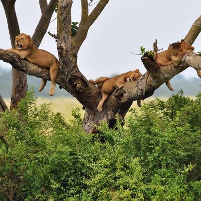 Parc National de la Reine Elizabeth A Découvrir en Ouganda - Le Parc National de la Reine Elizabeth