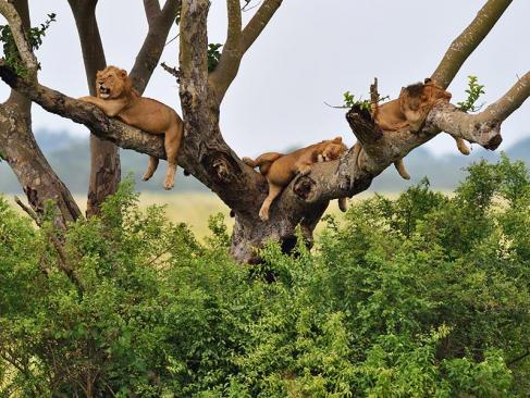 Parc National De La Reine Elizabeth A Découvrir en Ouganda - Le Parc National de la Reine Elizabeth