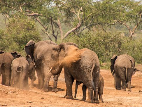 Parc National De La Reine Elizabeth A Découvrir en Ouganda - Le Parc National de la Reine Elizabeth