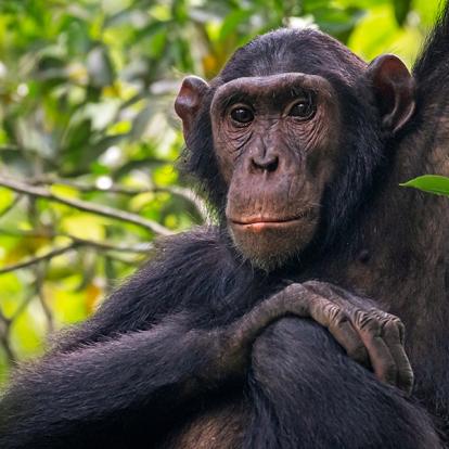 Parc National De La Reine Elizabeth A Découvrir en Ouganda - Le Parc National de la Reine Elizabeth