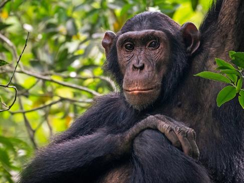 Parc National De La Reine Elizabeth A Découvrir en Ouganda - Le Parc National de la Reine Elizabeth