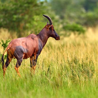 Parc National De La Reine Elizabeth A Découvrir en Ouganda - Le Parc National de la Reine Elizabeth