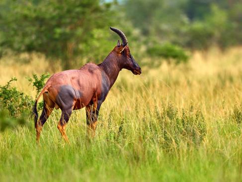 Parc National De La Reine Elizabeth A Découvrir en Ouganda - Le Parc National de la Reine Elizabeth