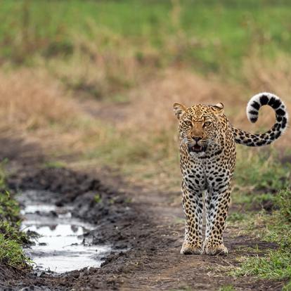 Parc National De La Reine Elizabeth A Découvrir en Ouganda - Le Parc National de la Reine Elizabeth