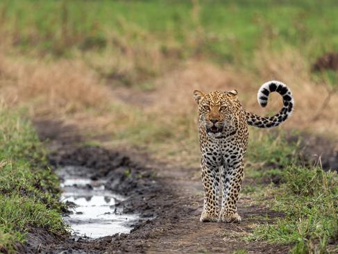 Parc National De La Reine Elizabeth A Découvrir en Ouganda - Le Parc National de la Reine Elizabeth