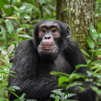 A Découvrir en Ouganda - Parc National de la forêt de Kibale