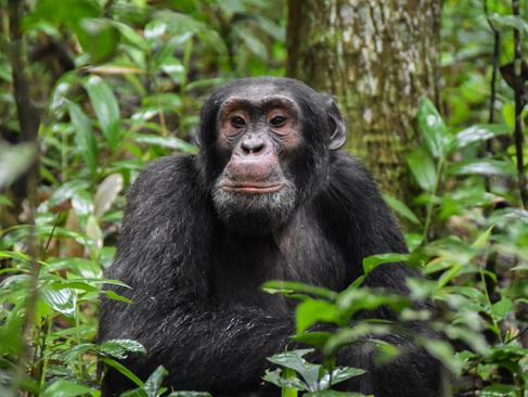 A Découvrir en Ouganda - Parc National de la forêt de Kibale