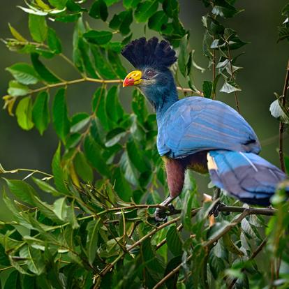A Découvrir en Ouganda - Parc National de la forêt de Kibale
