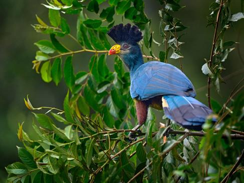 A Découvrir en Ouganda - Parc National de la forêt de Kibale