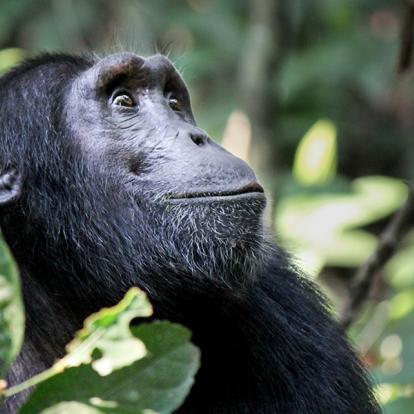 A Découvrir en Ouganda - Parc National de la forêt de Kibale