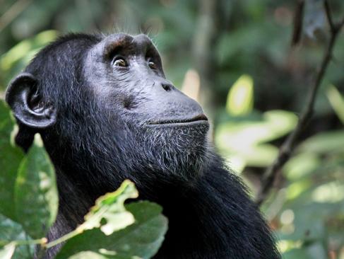 A Découvrir en Ouganda - Parc National de la forêt de Kibale