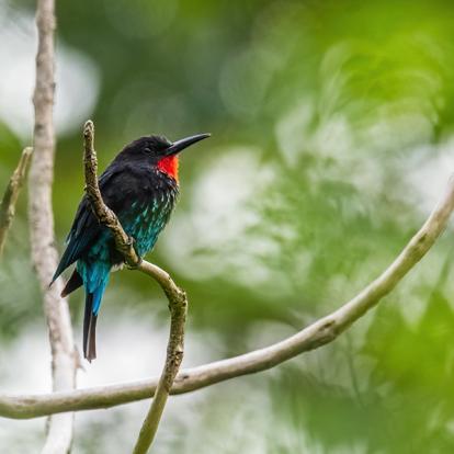 A Découvrir en Ouganda - Parc National de la forêt de Kibale