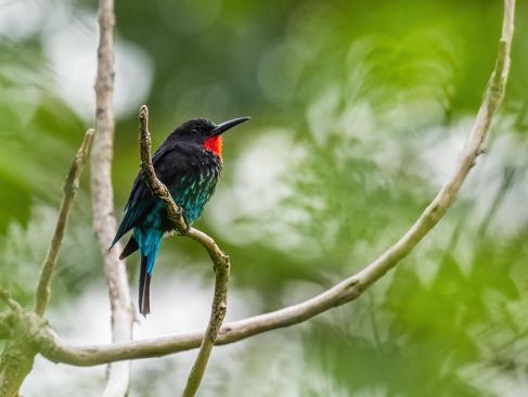 A Découvrir en Ouganda - Parc National de la forêt de Kibale