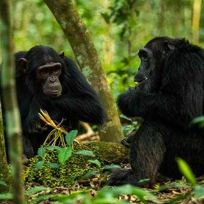 A Découvrir en Ouganda - Parc National de la forêt de Kibale